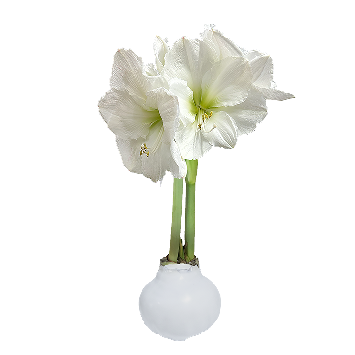 White Flower White Wax Amaryllis Base 36+ 18 Bulbs/Case