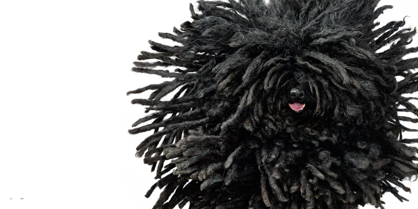 Black Puli dog with a fluffy coat on a white background