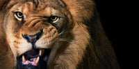 Close-up of a lion's face with a dark background