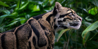 Clouded leopard in a natural setting with green foliage