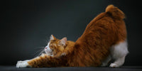 Orange tabby cat stretching on a black background