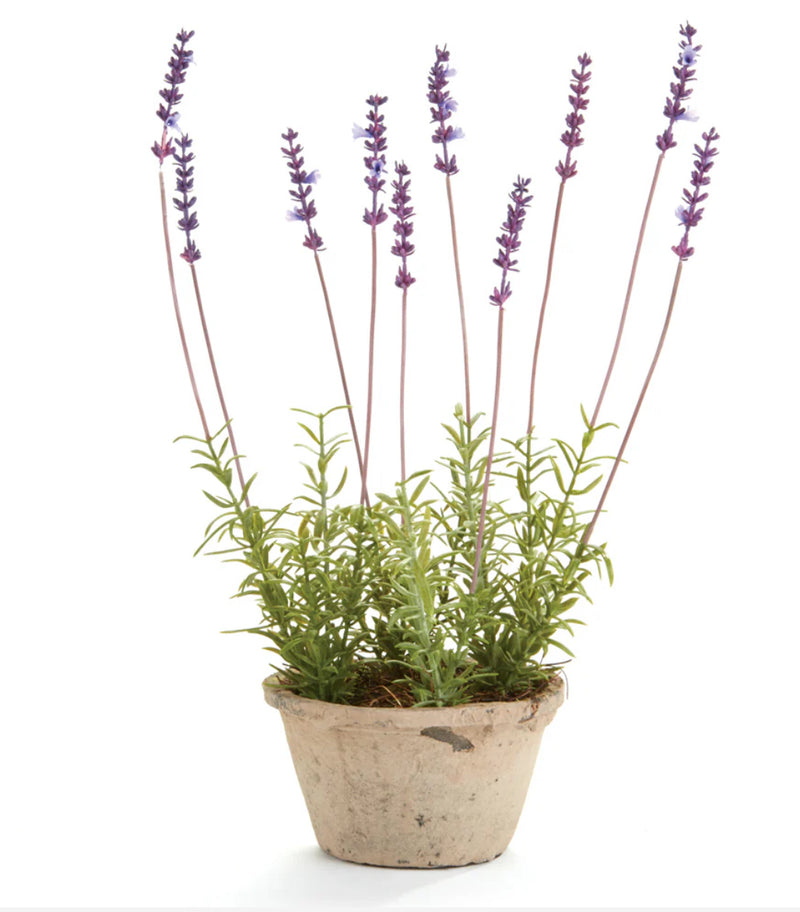 Potted French Lavender 17"