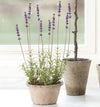 Potted French Lavender 17"