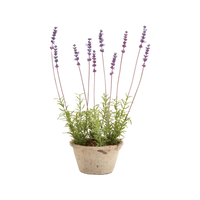 Potted French Lavender 17"