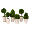 Boxwood Tabletop Topiaries