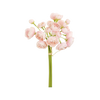 Ranunculus Bud Bundle x6, 10", Pink