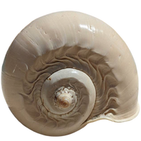 Large polished Crowned Baler Melon Shell (Voluta diadema) in natural ivory and cream displayed as a decorative accent for coastal and collected home interiors.