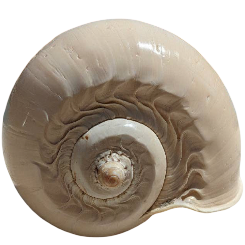 Large polished Crowned Baler Melon Shell (Voluta diadema) in natural ivory and cream displayed as a decorative accent for coastal and collected home interiors.