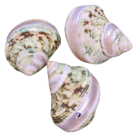 Three natural seashells with a mottled pattern of cream, pale pink, and olive green, arranged on a plain white background.