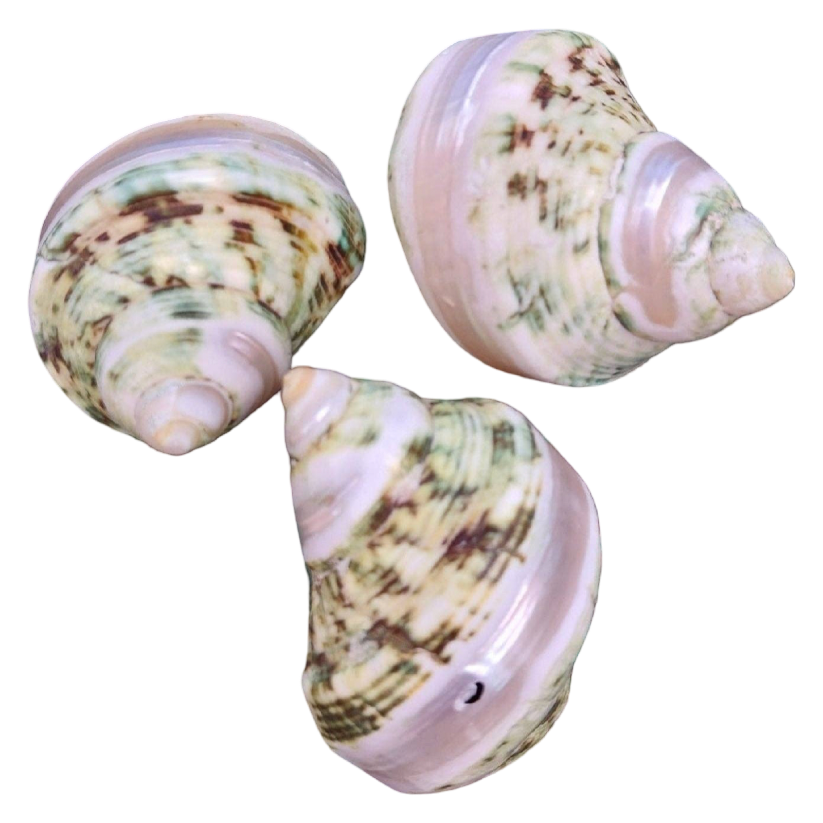 Three natural seashells with a mottled pattern of cream, pale pink, and olive green, arranged on a plain white background.