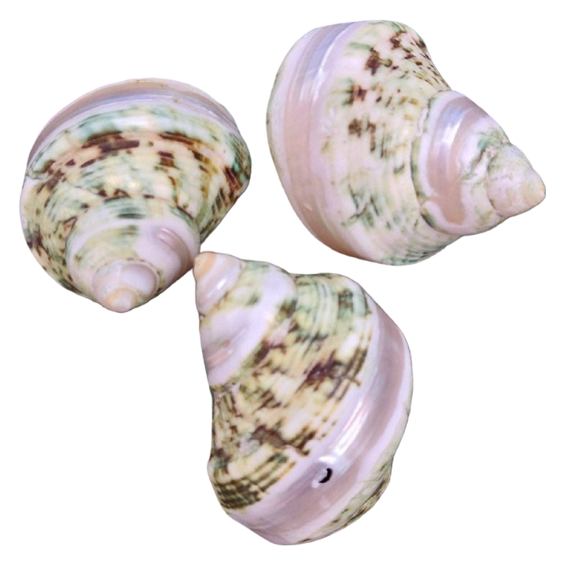 Three natural seashells with a mottled pattern of cream, pale pink, and olive green, arranged on a plain white background.