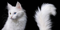 White cat with blue eyes on a black background
