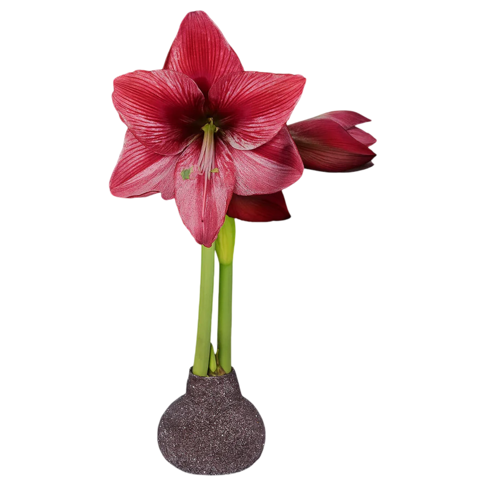 amaryllis bulb, glitter amaryllis, red amaryllis, minerva amaryllis, waxed bulb, holiday flowers, no water bulb, easy bloom bulb, christmas decor flowers, festive amaryllis, holiday centerpiece flowers
