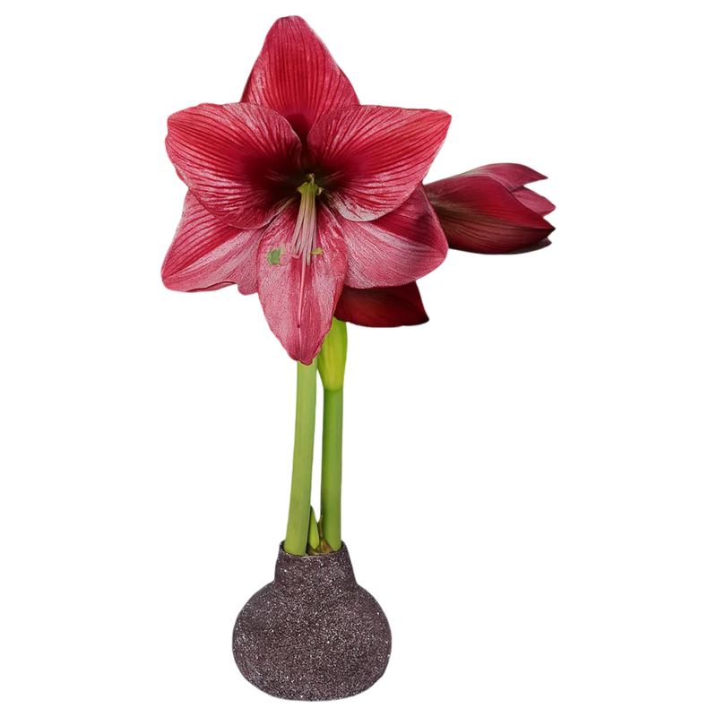 amaryllis bulb, glitter amaryllis, red amaryllis, minerva amaryllis, waxed bulb, holiday flowers, no water bulb, easy bloom bulb, christmas decor flowers, festive amaryllis, holiday centerpiece flowers
