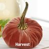 Pumpkin Large Velvet