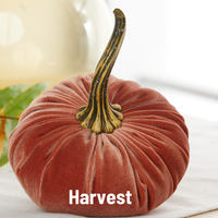 Pumpkin Large Velvet