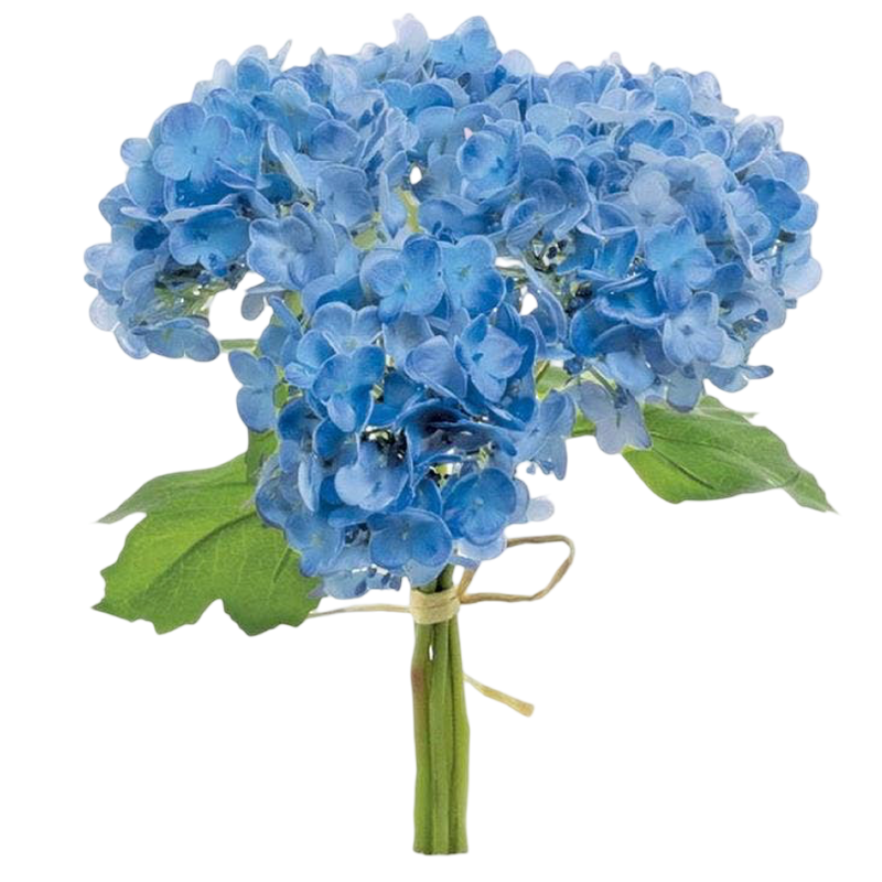 Bouquet of blue hydrangeas with green leaves on a white background