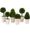 boxwood topiary, preserved boxwood topiary, tabletop greenery, boxwood tabletop décor, aged terra cotta pots, home topiary décor, seasonal home accents, indoor greenery, boxwood home décor, artificial boxwood plant