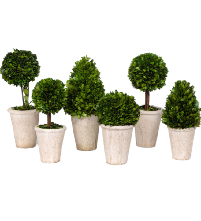 boxwood topiary, preserved boxwood topiary, tabletop greenery, boxwood tabletop décor, aged terra cotta pots, home topiary décor, seasonal home accents, indoor greenery, boxwood home décor, artificial boxwood plant
