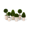 boxwood topiary, preserved boxwood topiary, tabletop greenery, boxwood tabletop décor, aged terra cotta pots, home topiary décor, seasonal home accents, indoor greenery, boxwood home décor, artificial boxwood plant
