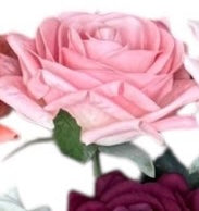 Close-up of pink and purple roses with green leaves