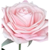 Pink rose with green leaves on a white background