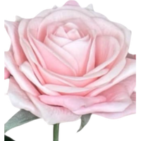Pink rose with green leaves on a white background