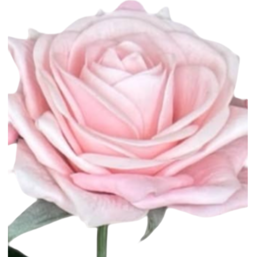 Pink rose with green leaves on a white background