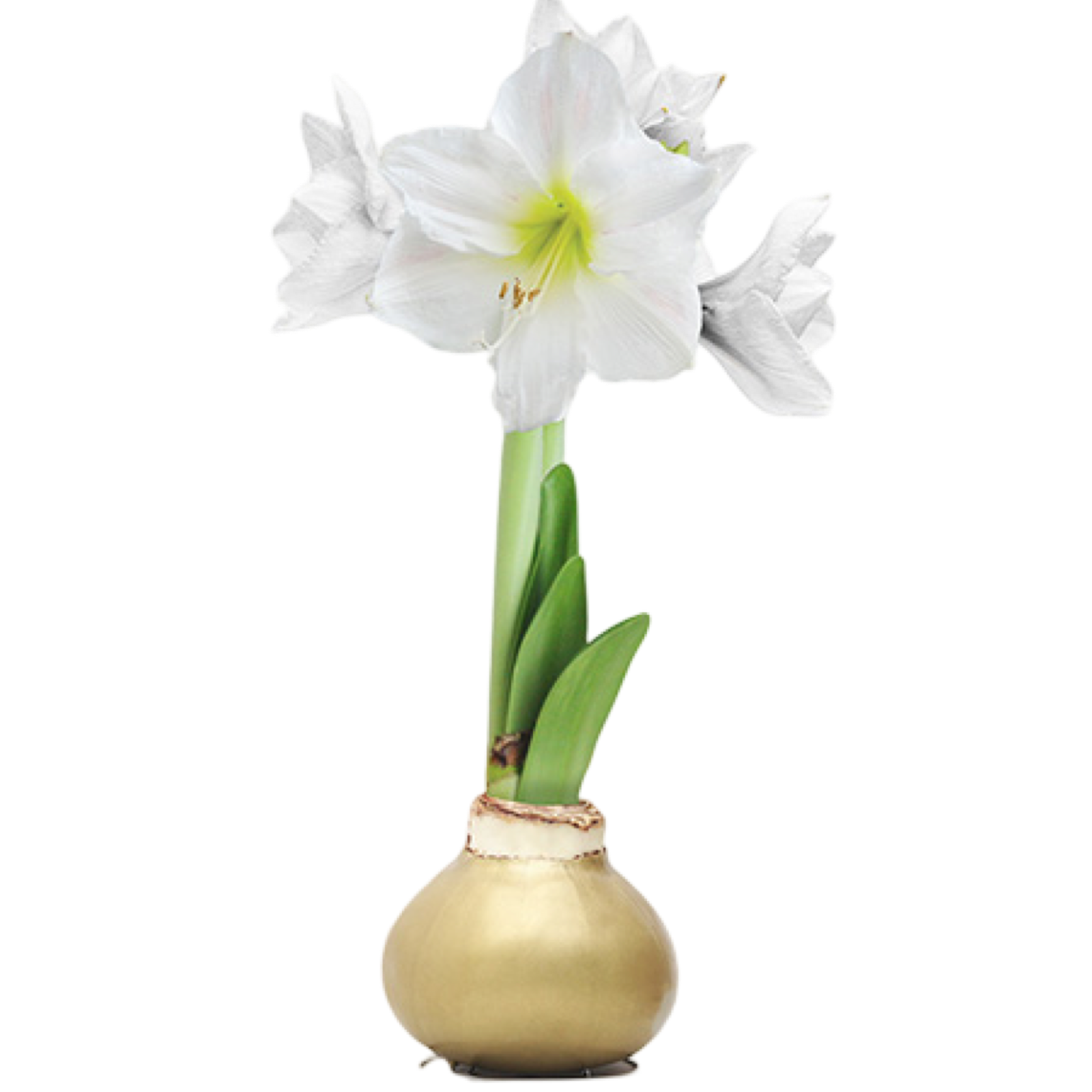 gold amaryllis bulb, white amaryllis, waxed amaryllis, lacquer amaryllis bulb, holiday flowers, no water bulb, easy bloom bulb, christmas decor, white bloom amaryllis, festive floral decor
