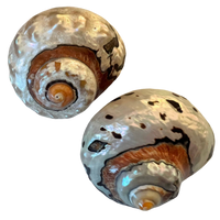 Highly polished African Turbo Shell measuring approximately 3.5 to 4 inches with copper, bronze, silver, chocolate, black, yellow, and ivory tones.