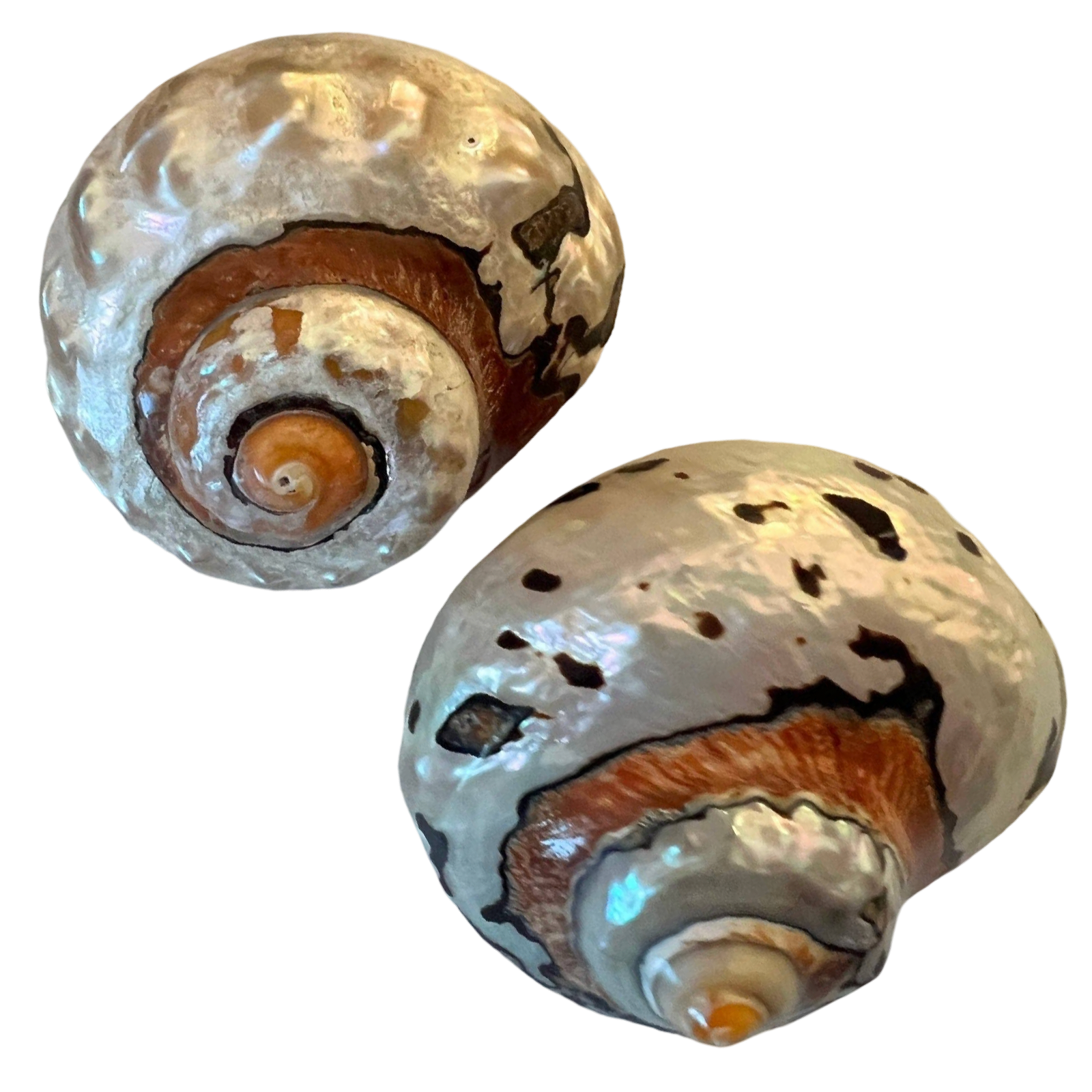 Highly polished African Turbo Shell measuring approximately 3.5 to 4 inches with copper, bronze, silver, chocolate, black, yellow, and ivory tones.