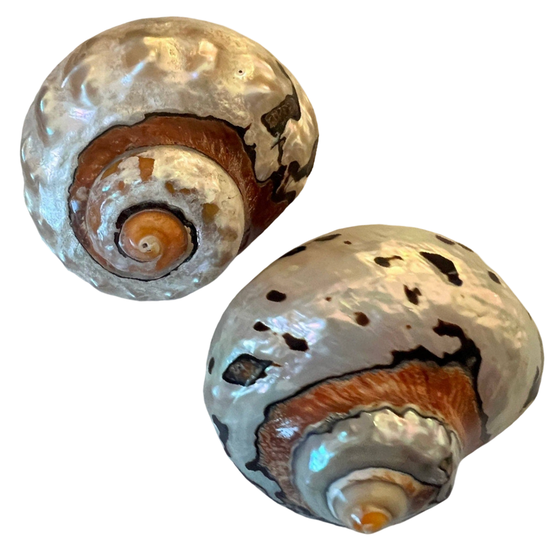 Highly polished African Turbo Shell measuring approximately 3.5 to 4 inches with copper, bronze, silver, chocolate, black, yellow, and ivory tones.