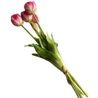 Bouquet of pink tulips on a white background