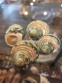 Four spiral seashells with green and cream bands, displayed on a reflective glass surface.