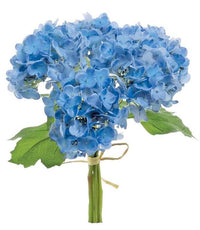 Bouquet of blue hydrangeas with green leaves on a white background