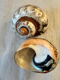 Highly polished African Turbo Shell measuring approximately 3.5 to 4 inches with copper, bronze, silver, chocolate, black, yellow, and ivory tones.