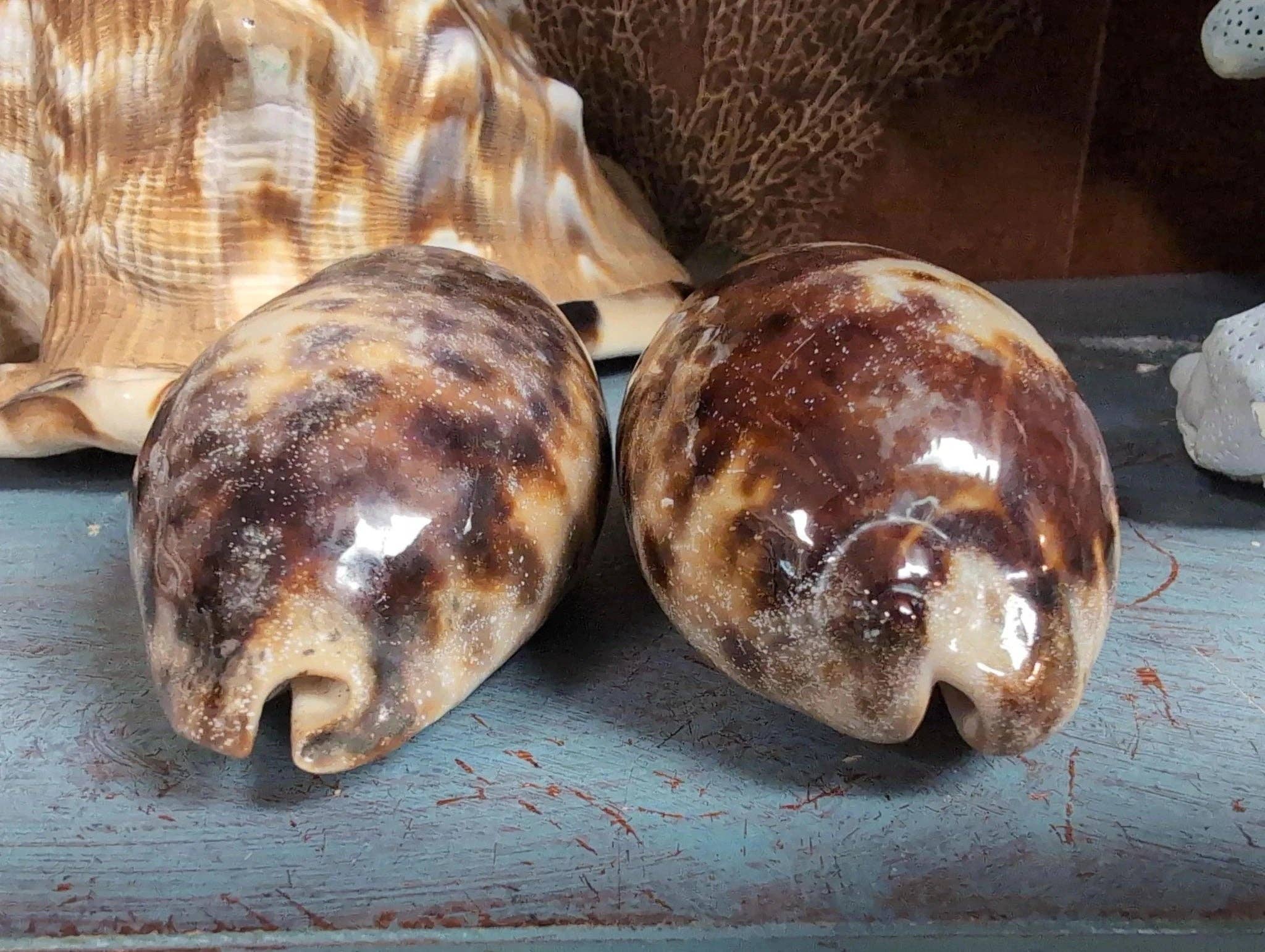 Natural Tortoise Cowrie Shell measuring approximately 4 inches with distinctive brown and cream markings.