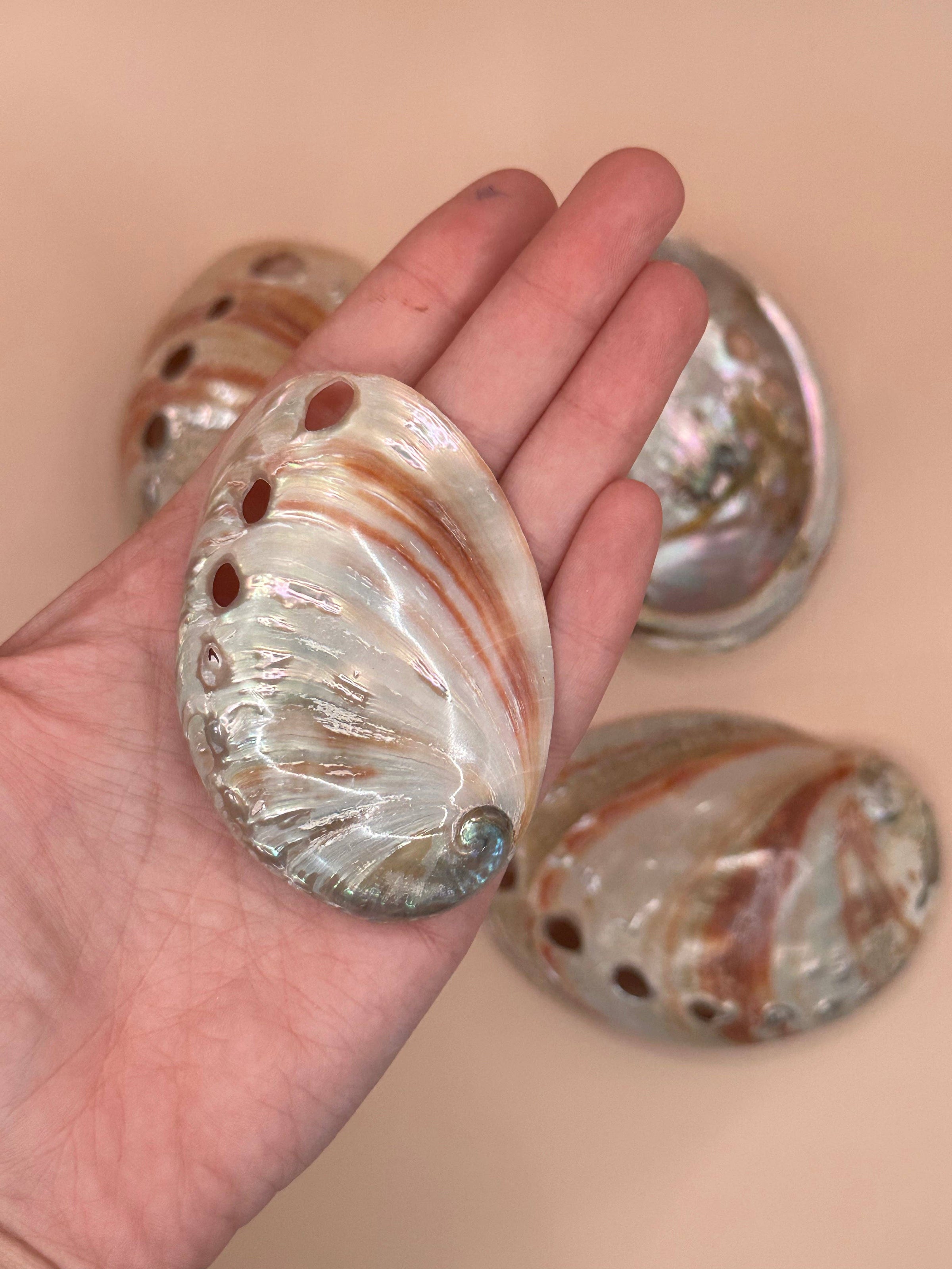 Polished Red Abalone Shell | 3 to 5 Inches