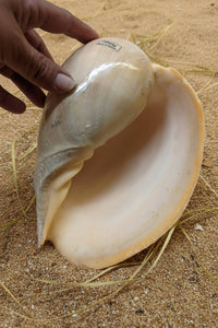Large shell held by a hand on sandy ground