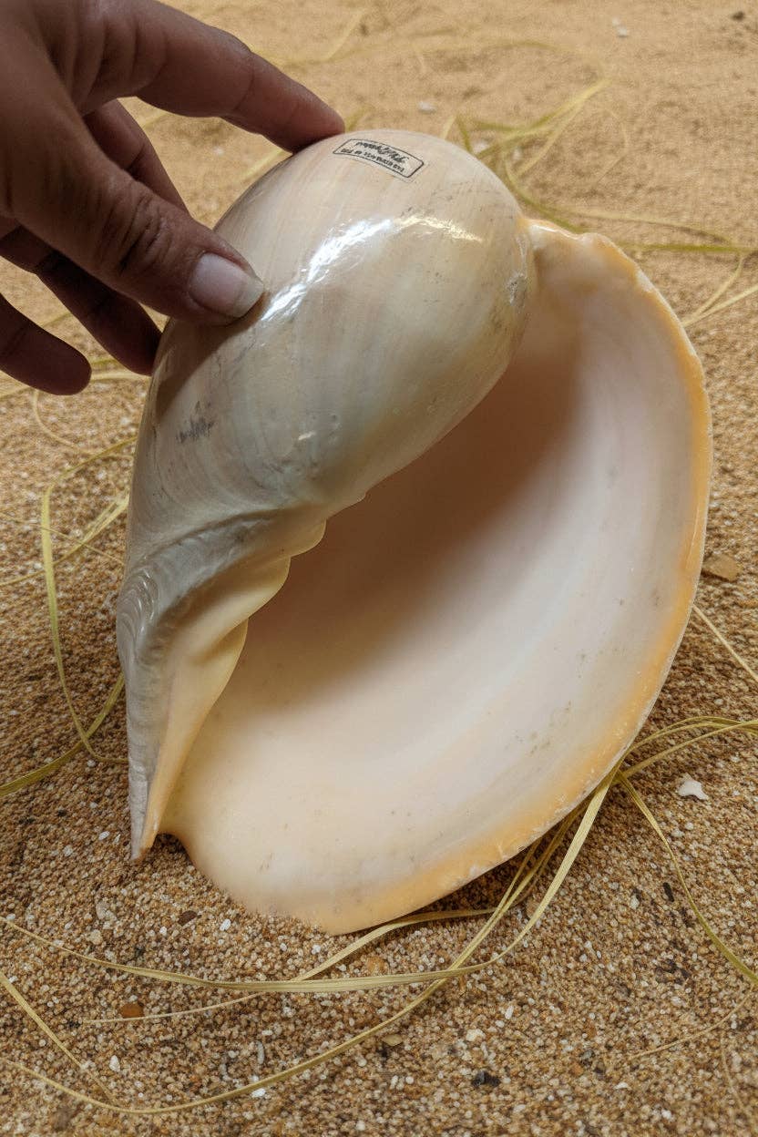 Large shell held by a hand on sandy ground