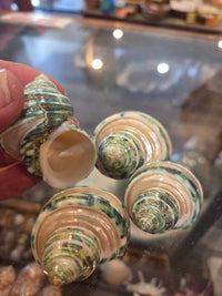 Four spiral seashells with green and cream stripes are displayed, with one shell held by a person's hand in front of a glass display case.