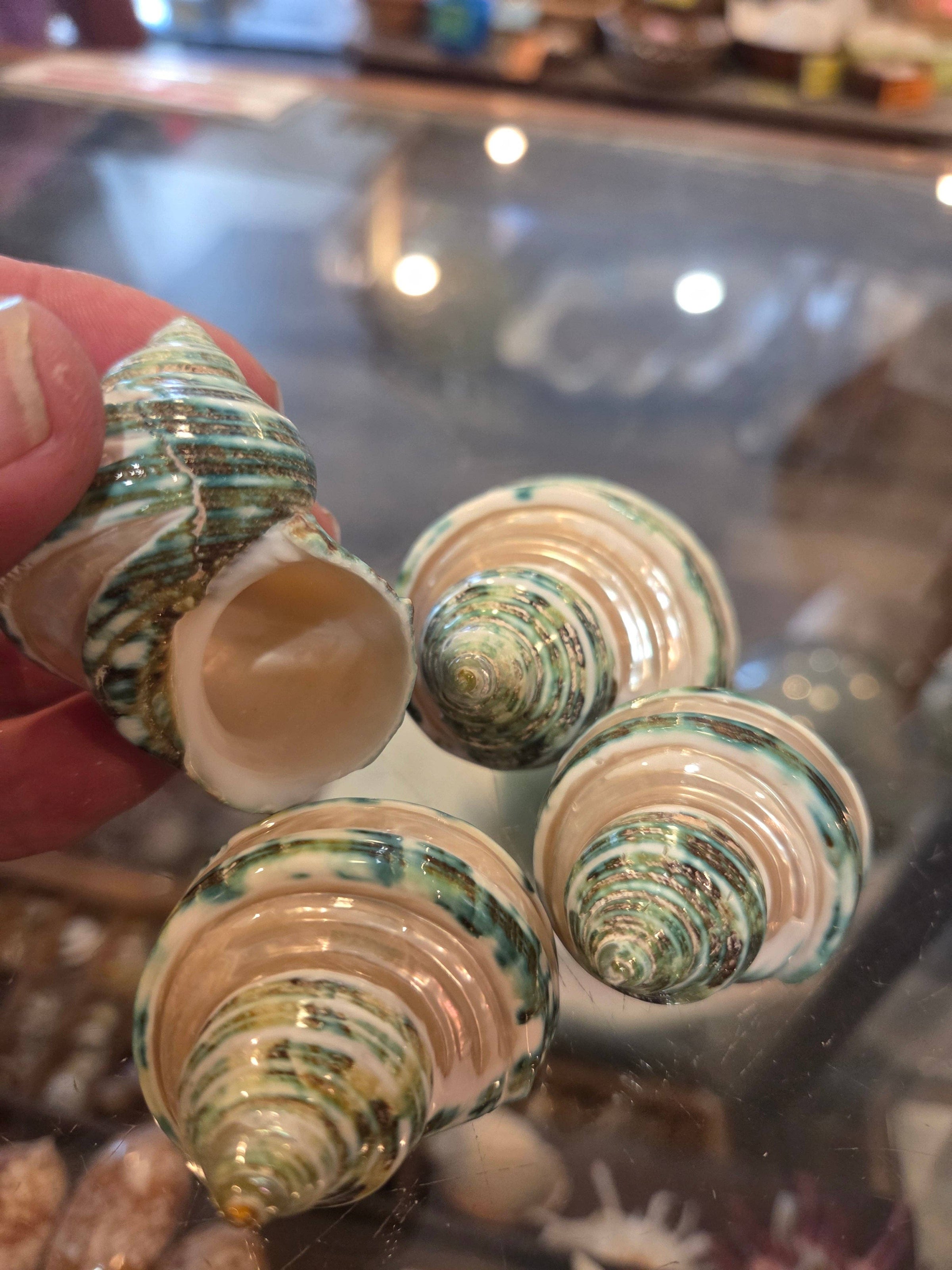 Four spiral seashells with green and cream stripes are displayed, with one shell held by a person's hand in front of a glass display case.