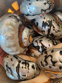 Highly polished African Turbo Shell measuring approximately 3.5 to 4 inches with copper, bronze, silver, chocolate, black, yellow, and ivory tones.