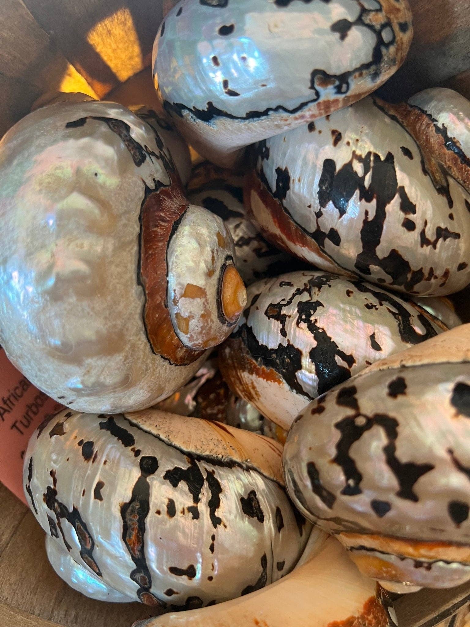Highly polished African Turbo Shell measuring approximately 3.5 to 4 inches with copper, bronze, silver, chocolate, black, yellow, and ivory tones.