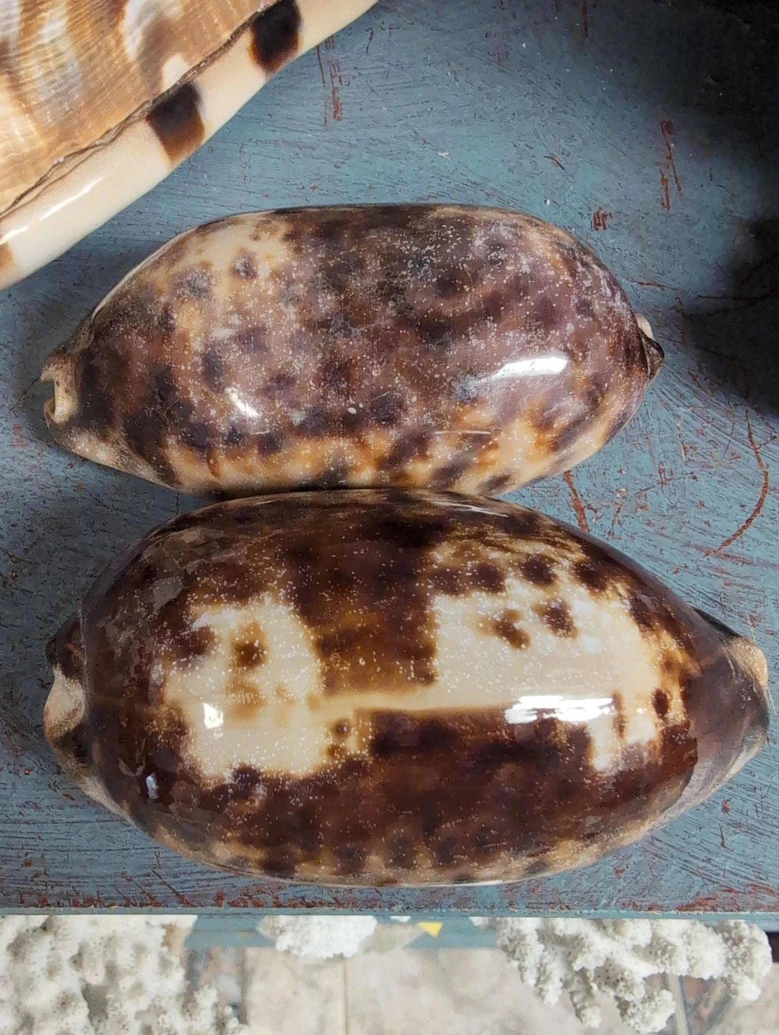 Natural Tortoise Cowrie Shell measuring approximately 4 inches with distinctive brown and cream markings.