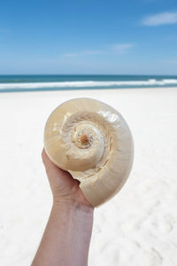 A hand holding a large beige spiral seashell against a blurred beach background with white sand, blue ocean, and sky.