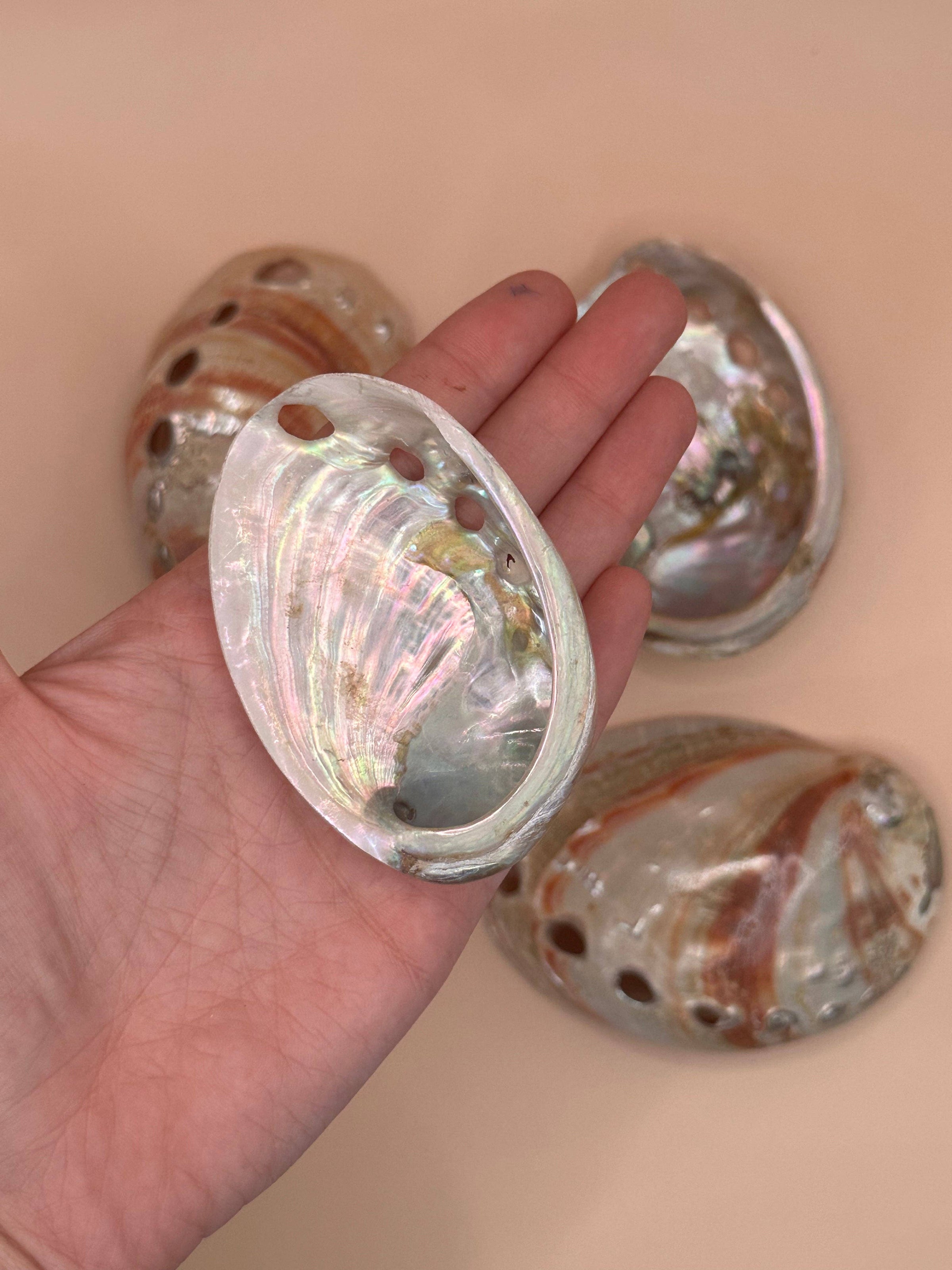 Polished natural Red Abalone Shell measuring approximately 3 to 5 inches with vibrant red coloring, iridescent tones, and unique organic markings.