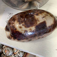 Natural Tortoise Cowrie Shell measuring approximately 4 inches with distinctive brown and cream markings.