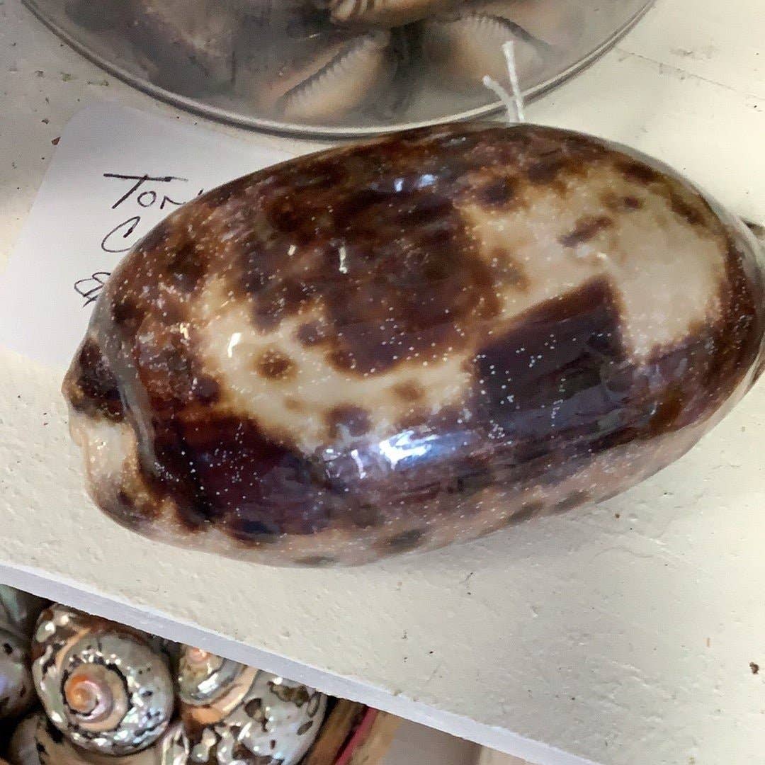 Natural Tortoise Cowrie Shell measuring approximately 4 inches with distinctive brown and cream markings.
