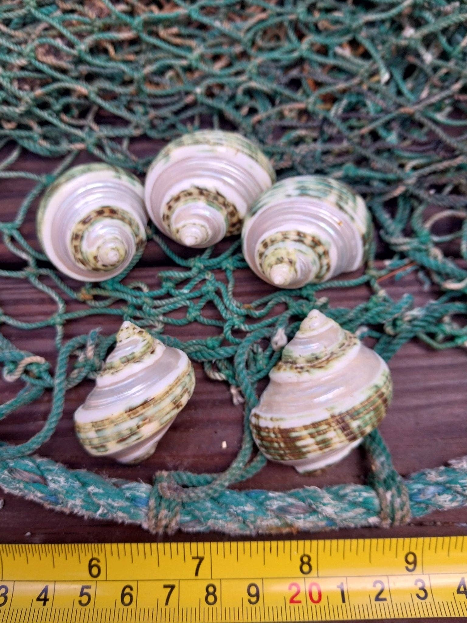 Polished natural Turbo burgessi shell with jade green and cream banding displayed as a decorative coastal home accent.